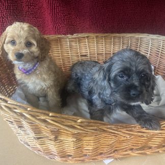 Female Cockapoos $899