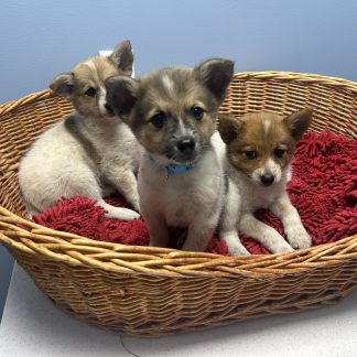 American Eskimo-blue heeler pups $699