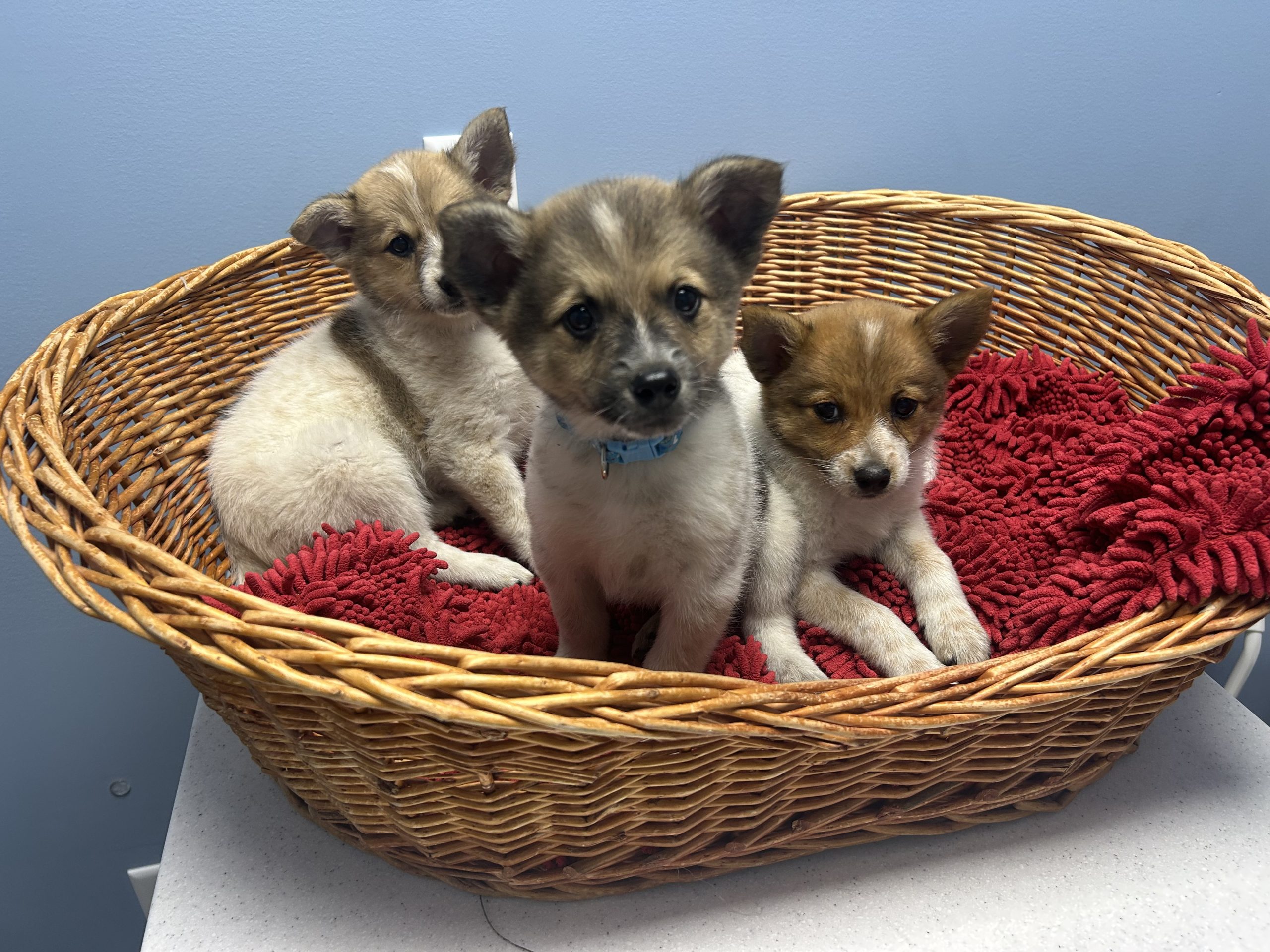 American Eskimo-blue heeler pups $699