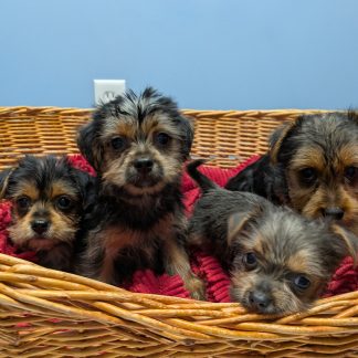 Yorkie-poo puppies $899