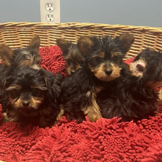 Yorkies $999!!