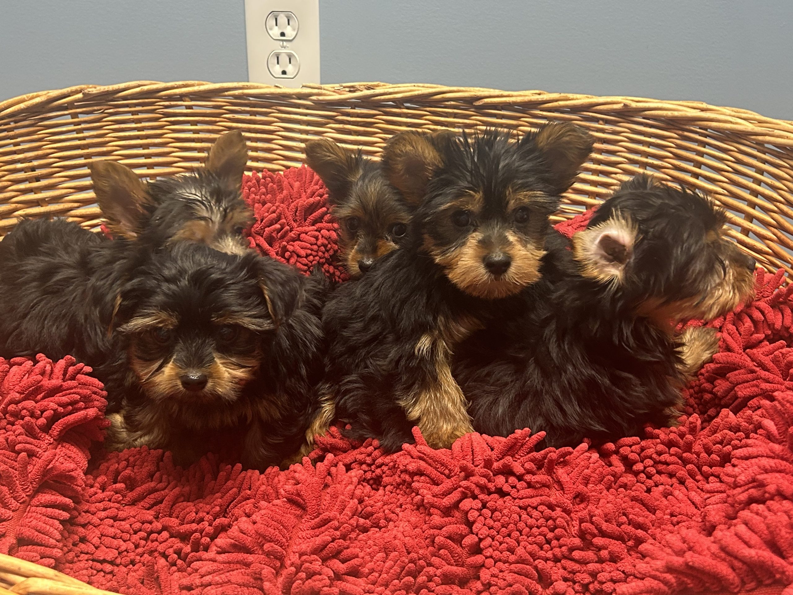 Yorkies $999!!