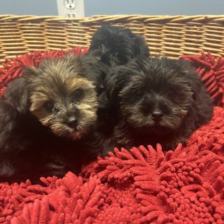 Morkie puppies $899
