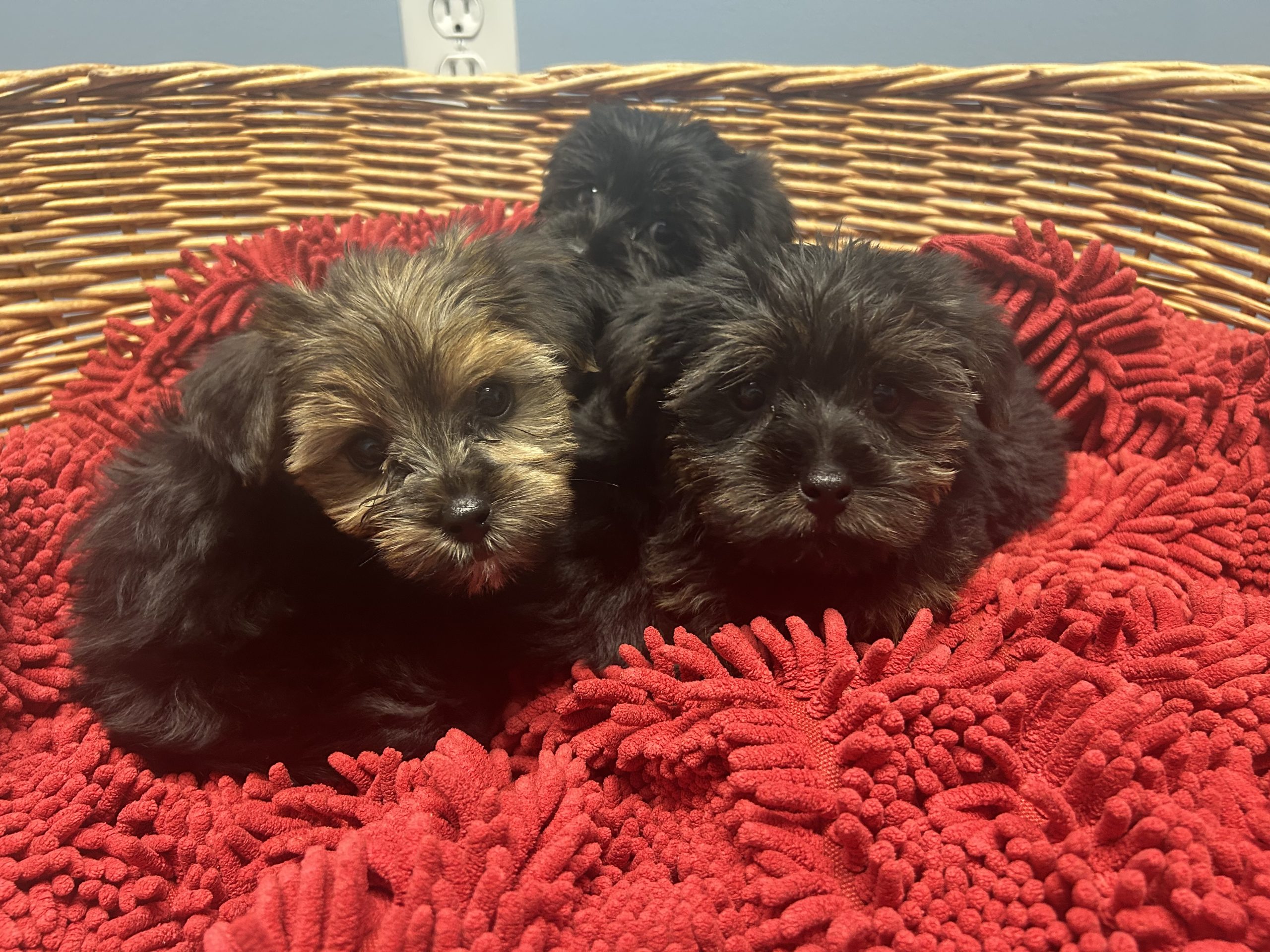 Morkie puppies $899