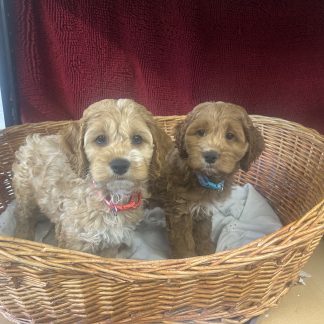 Male Cockapoos $899
