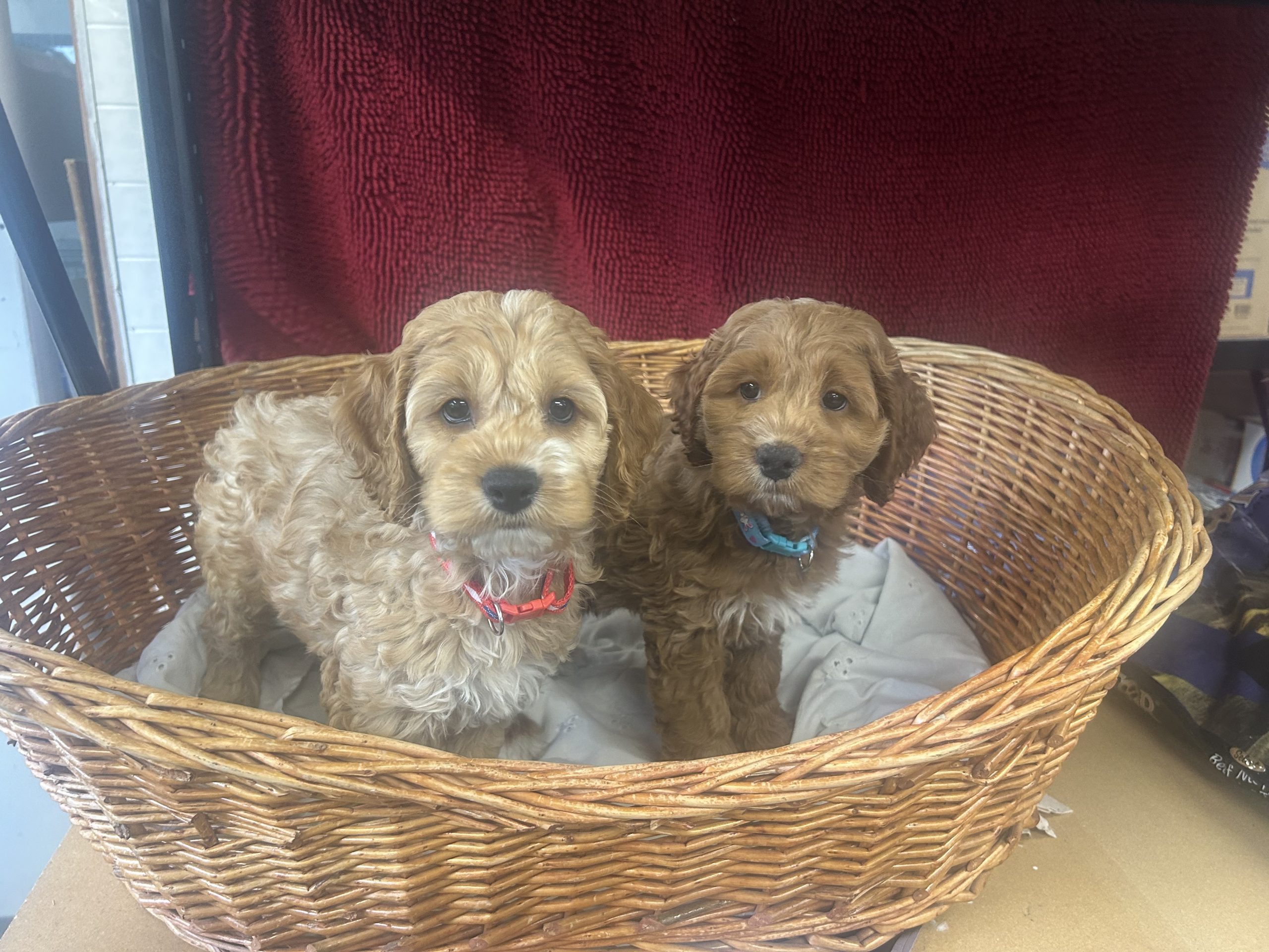 Male Cockapoos $899