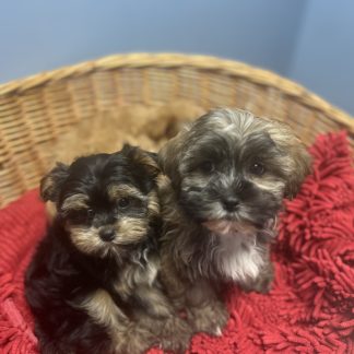 Shorkie puppies $899