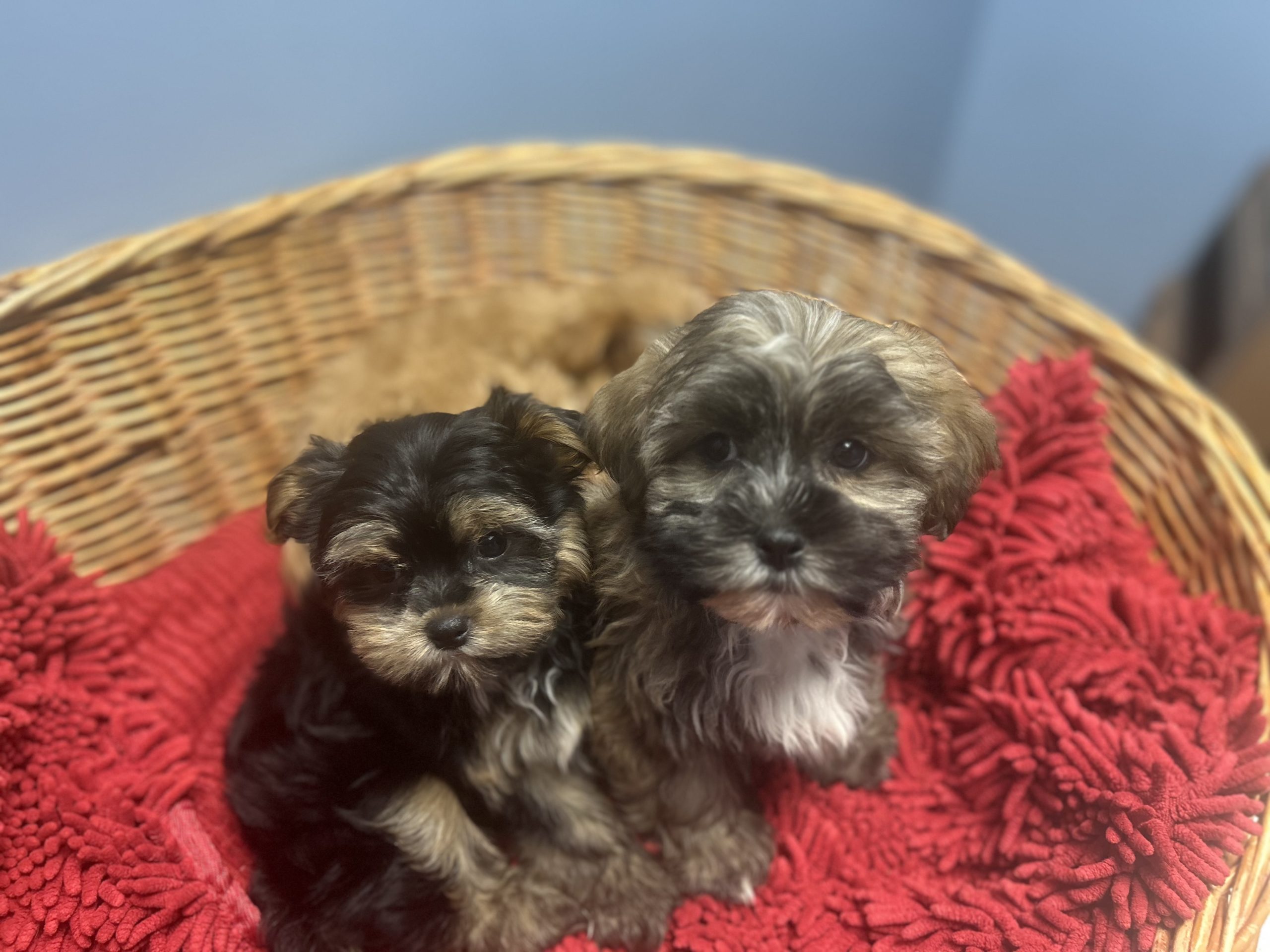 Shorkie puppies $899