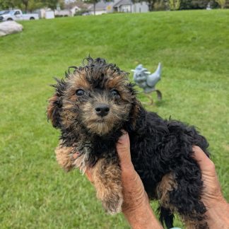 Yorkie-poo $899