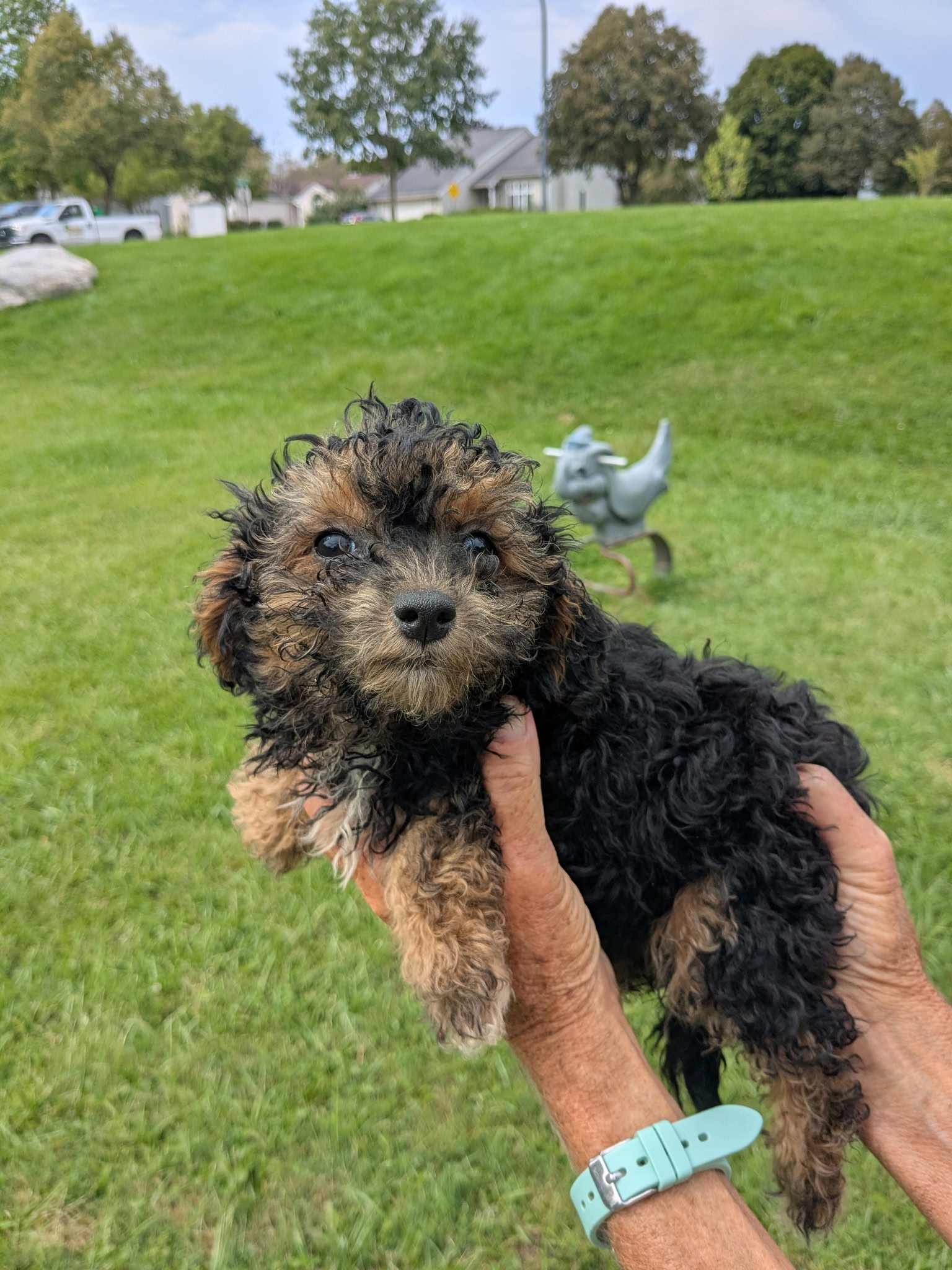 Yorkie-poo $899