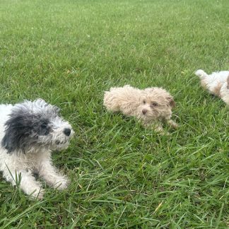 Yorkie-poo puppies $899