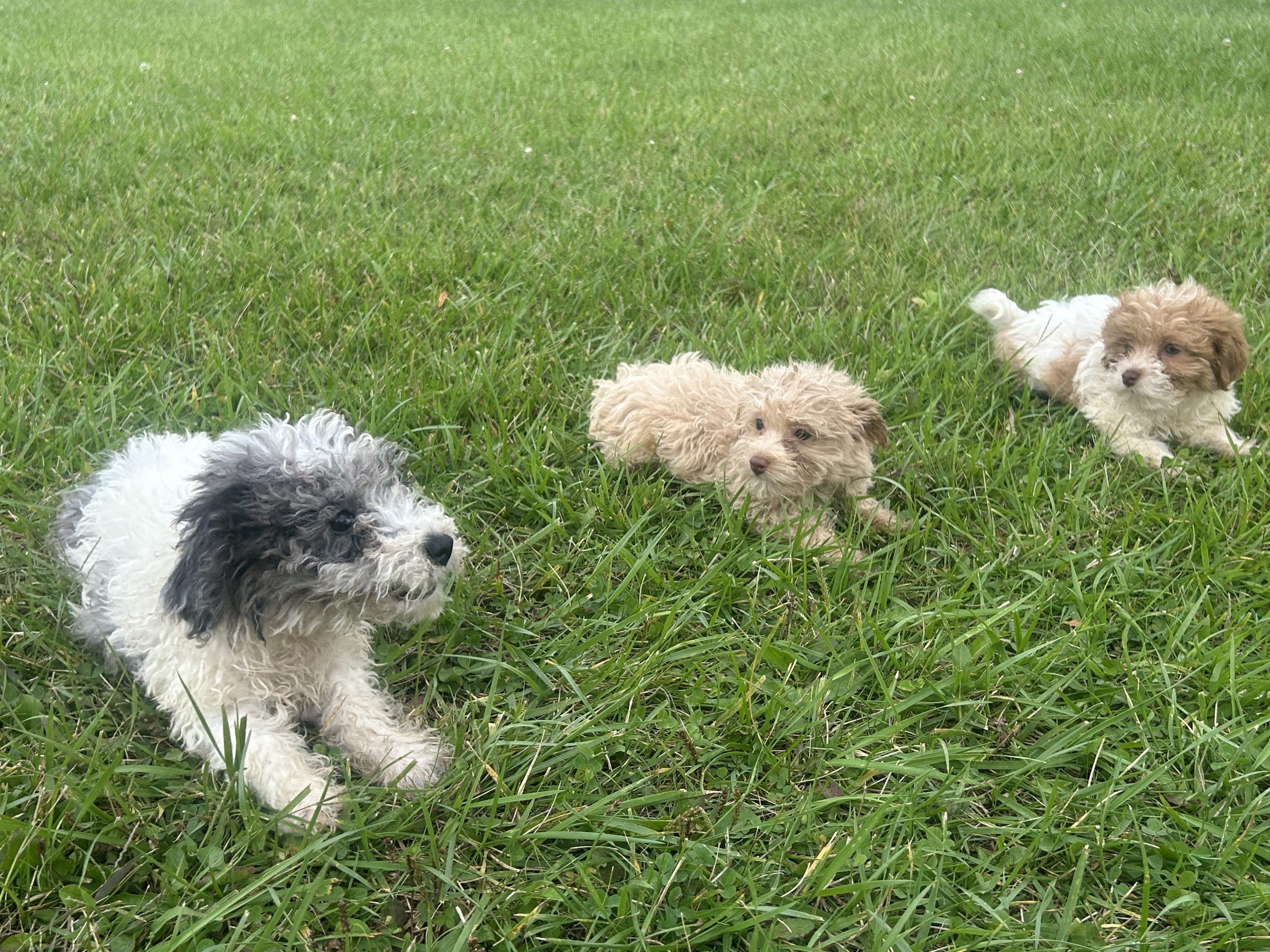 Yorkie-poo puppies $899