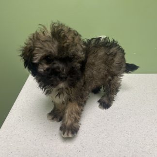 Yorkie-poo female $899