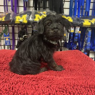 Daisy Yorkie-chihuahua x Shih-poo $699
