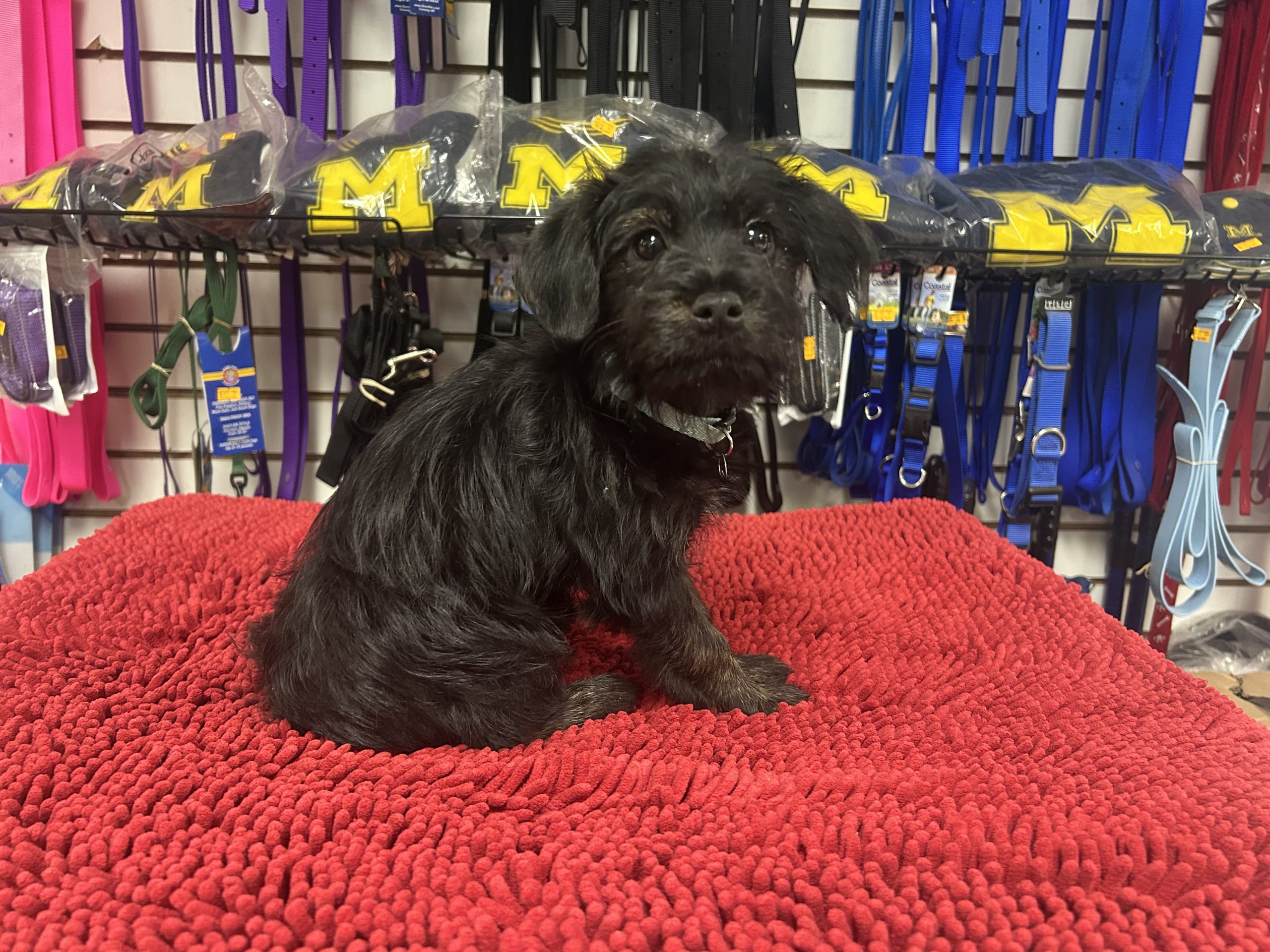 Daisy Yorkie-chihuahua x Shih-poo $699