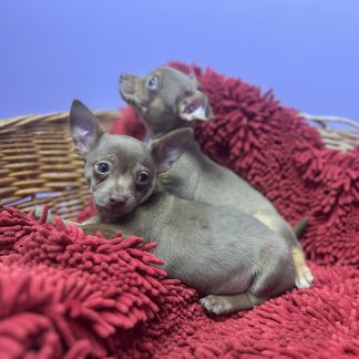 Chihuahuas