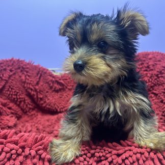 Yorkshire Terrier male $999