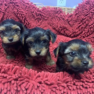 Male Yorkie puppies $999