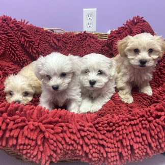 Teddy bears puppies $899