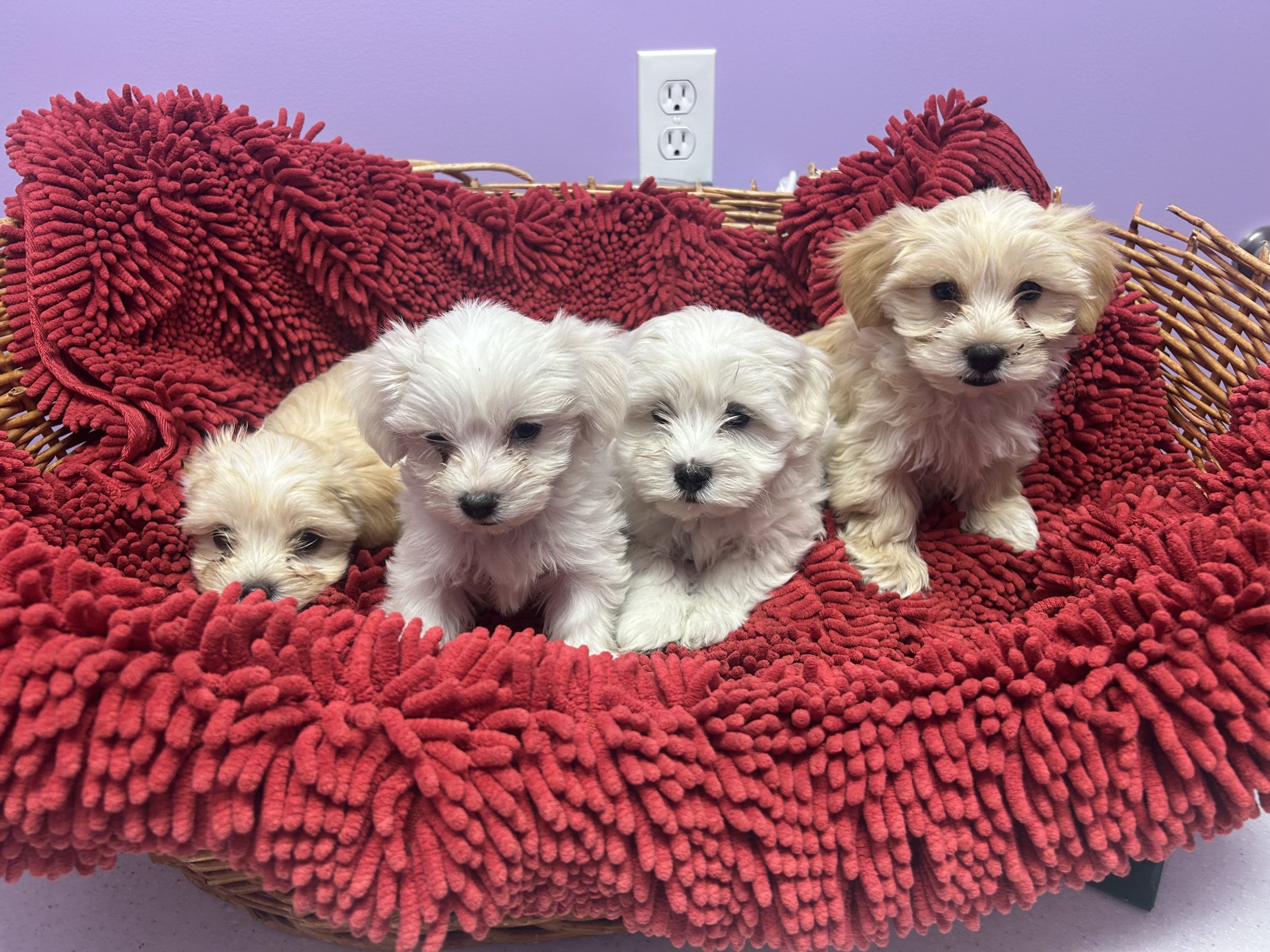 Teddy bears puppies $899