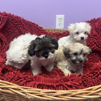 Teddy bear puppies  $899