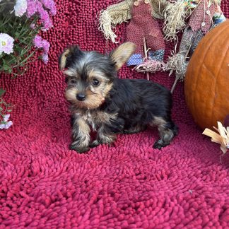 AKC female Yorkshire Terrier $999!!