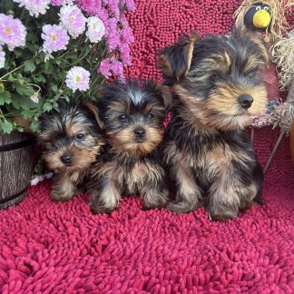 Yorkies $999