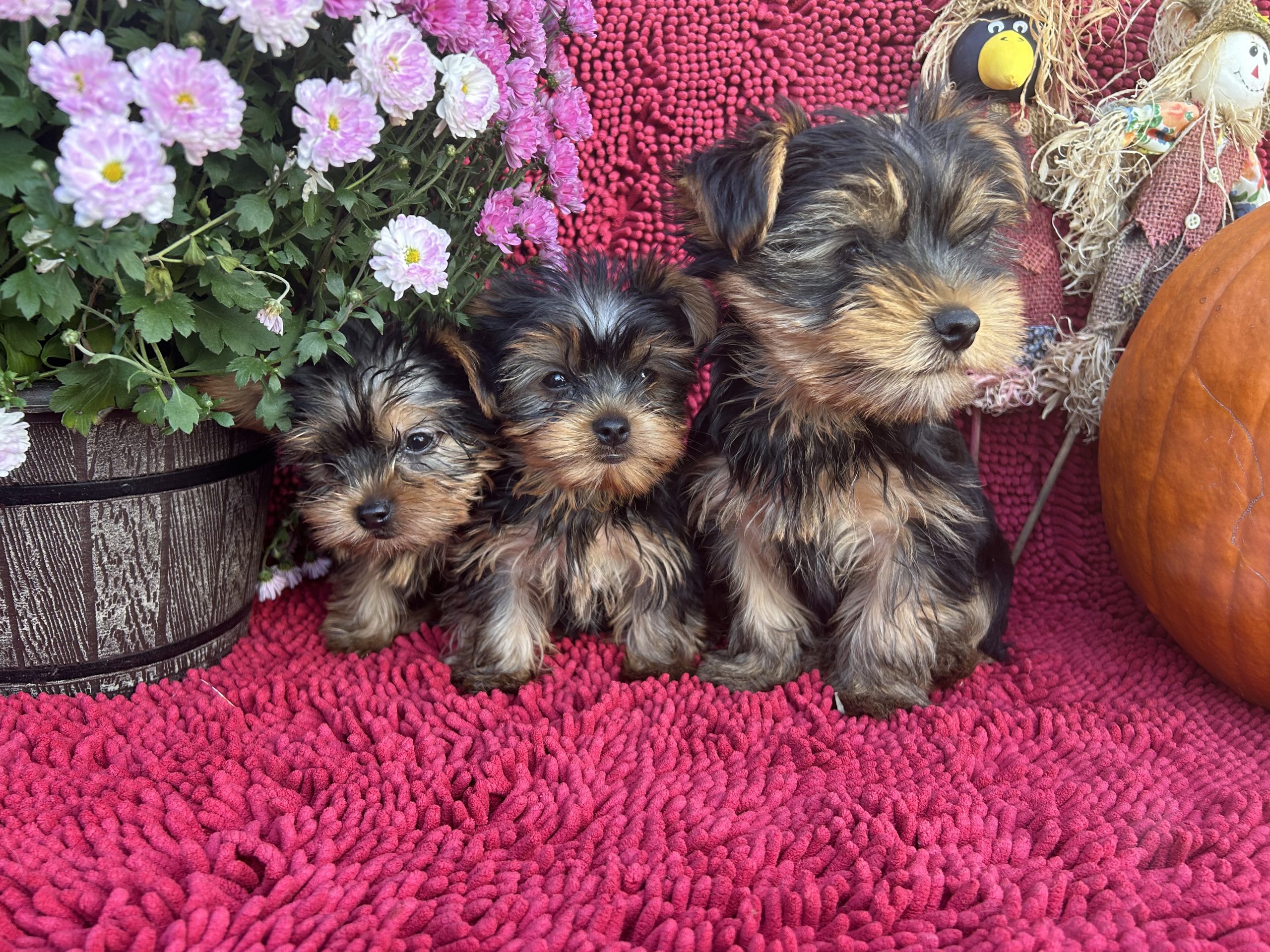 Yorkies $999