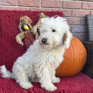 Male Mini-goldendoodle $899