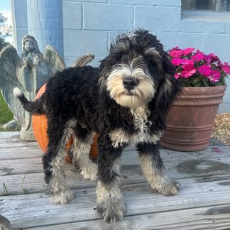 "Cuddles" Mini Berniedoodle $799
